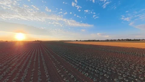 Sunset bathes rows of crops in golden glow 스톡 동영상 342557977