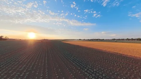 Sunset bathes rows of crops in golden light Stock-Footage 342589803