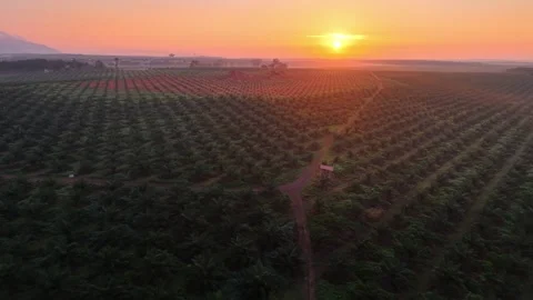 Sunset bathes rows of fruit trees in golden light Stock Footage 333040988