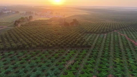 Sunset bathes rows of green crops in golden light 動画素材 333060106