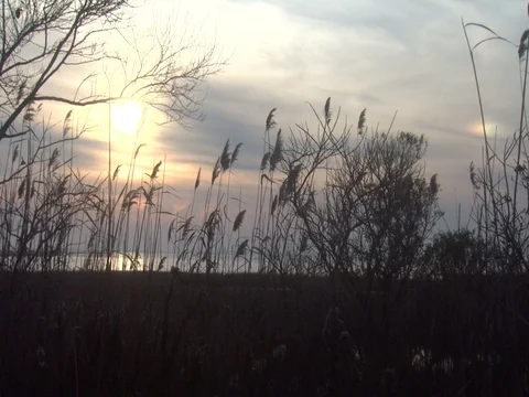 SUNSET ON THE BAY WITH CATTAILS BLOWING IN THE WIND Stock Footage 76584672