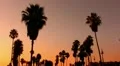 Sunset Beach 10 Silhouette Venice California HD Footage