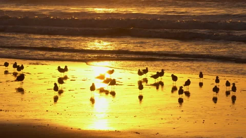 Sunset on the beach and flock of birds Stock Footage 234745267