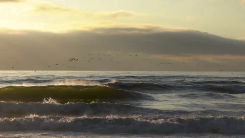 Sunset on the beach and flock of flying birds Stock Footage 161472675