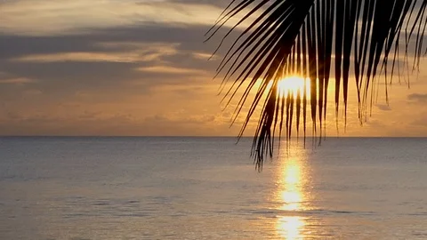 Sunset on the beach with coconut leaves in front Vidéo 117916960