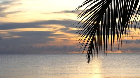 Sunset on the beach with coconut leaves in front 库存影片 117917231