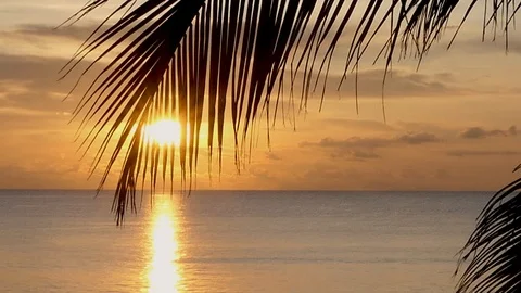 Sunset on the beach with coconut leaves in front Vidéo 118284231