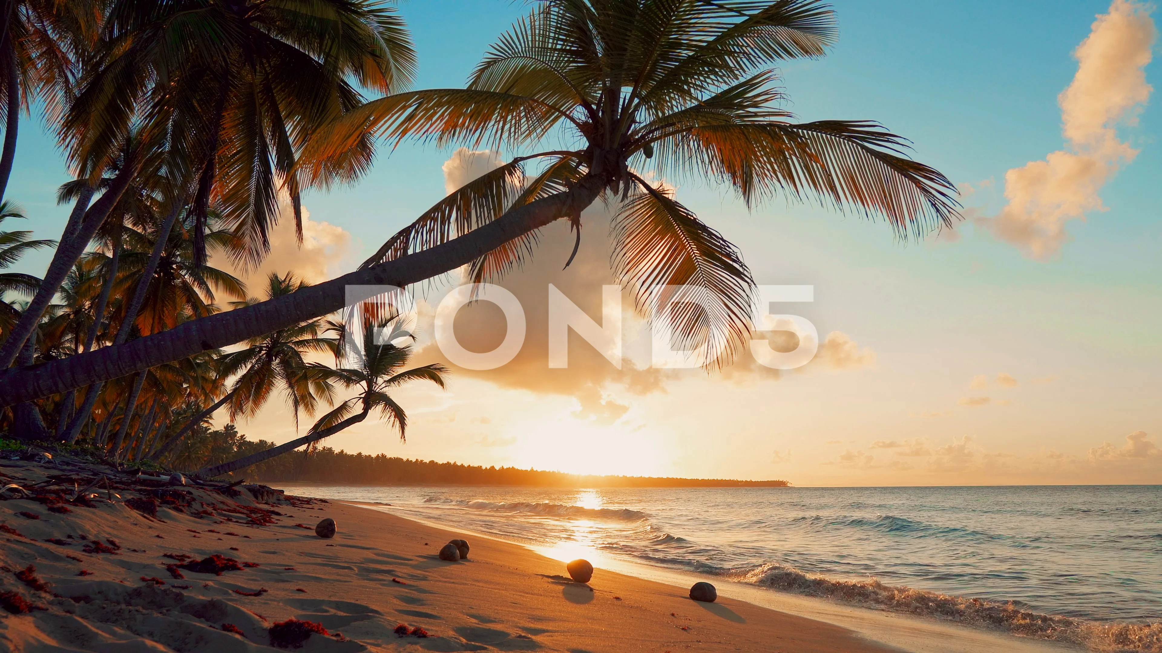 coconut trees beach sunrise