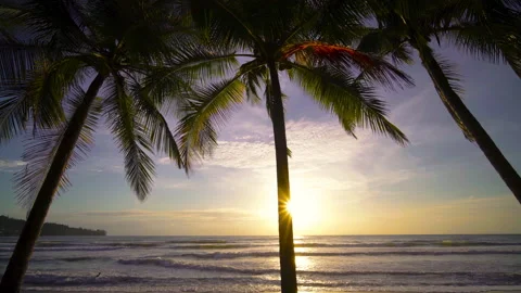Sunset at the beach with coconut tree background  Stock Footage 204917164