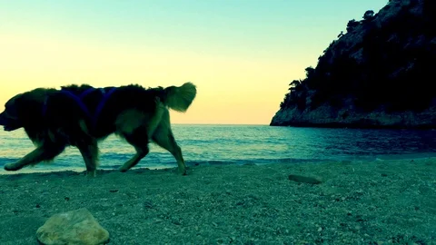 Sunset on the beach, a dog running across the beach. Vídeos de archivo 116828262