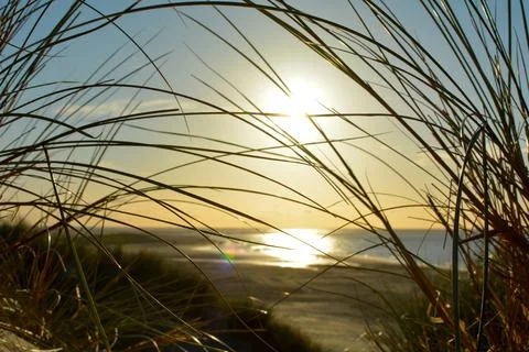 Sunset on the beach with dune grass Stock Photos