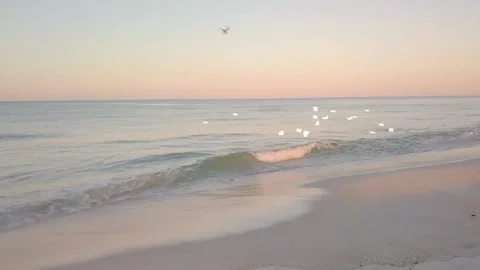 Sunset Beach Flight Seagulls Over Ocean Stock Footage 325329385