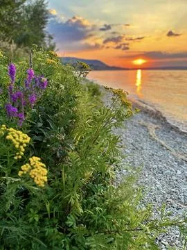 Sunset Beach Flora Stock Photos