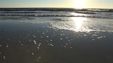 Sunset beach in Florida, at magic hour Stock-Footage 48511284