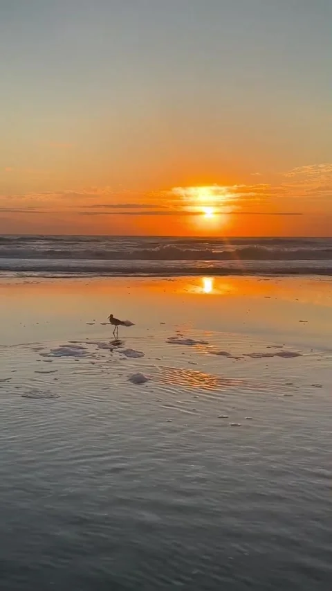 Sunset in the beach Stock Footage 321598722