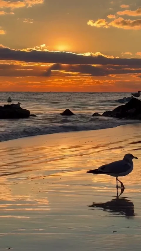 Sunset on the beach Stock Footage 326330047