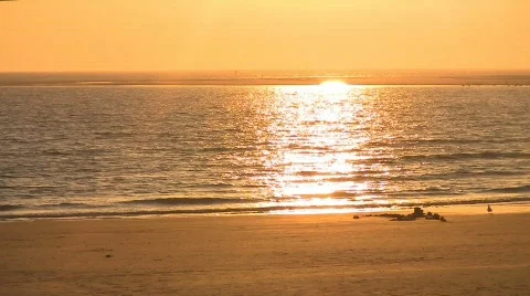 Sunset at beach with gull Stock Footage 708622