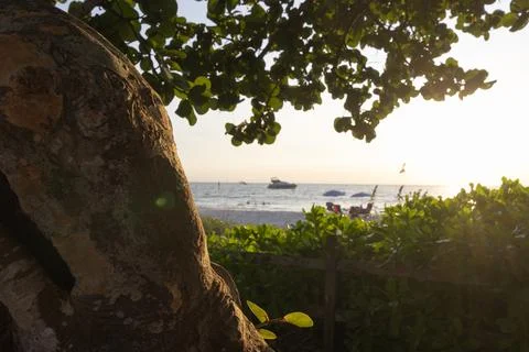 Sunset at the beach next to a tree Stock Photos