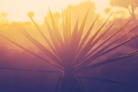 Sunset Beach Palm Tree 库存照片