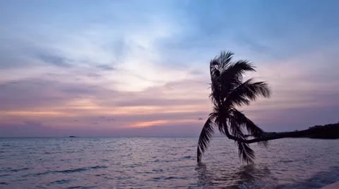 Sunset on the beach with palm tree silhouette @ Koh Phangan, Thailand Stock Footage 11130869