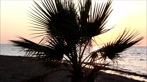 Sunset on the beach with palm tree silhouette Video stock 137466033