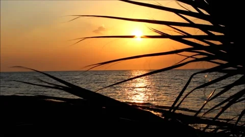 Sunset on the beach with palm tree silhouette Video stock 137466206
