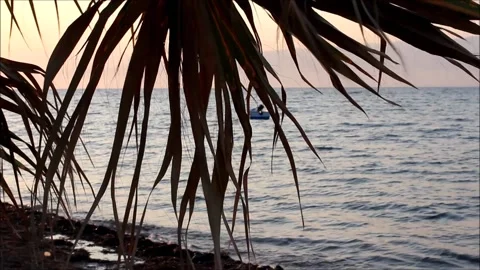 Sunset on the beach with palm tree silhouette Video stock 137466382