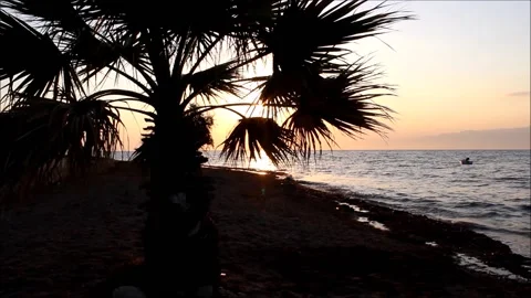 Sunset on the beach with palm tree silhouette Stock-Footage 137466516
