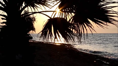 Sunset on the beach with palm tree silhouette Stock Footage 137466629