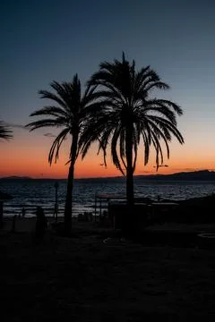 Sunset on the beach with palm trees silhouettes 写真素材