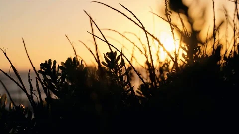 Sunset on the beach peeking through the bushes silhouette in 4k Vidéo 111961996