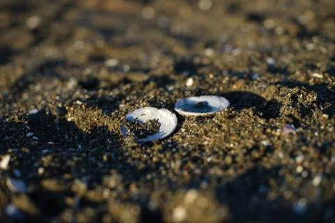 Sunset beach Stock Photos