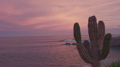Sunset on the beach with rocks in the background and some cacti, golden hour Stock Footage 280446946