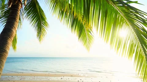 Sunset on the beach with sand and palm tree Stock Footage 147784042
