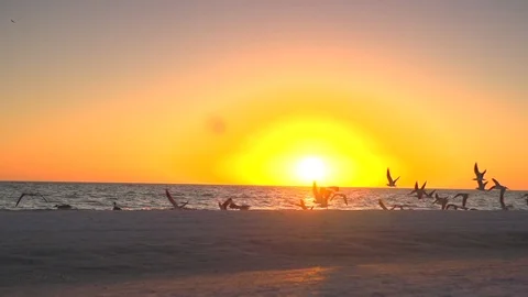 Sunset on the beach with seagulls flying into the sun in slow motion Stock Footage 112032350