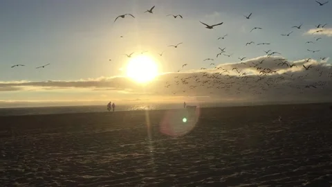 Sunset on beach with seagulls Stock Footage 147369441