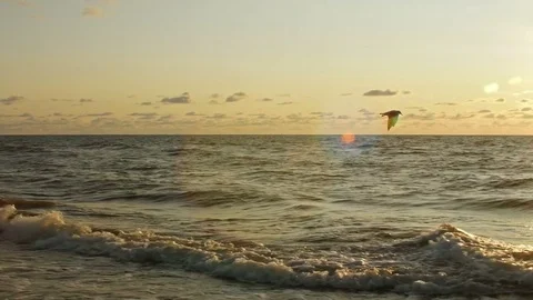 Sunset on the beach with seagulls, waves, reflections and lenses flares Stock Footage