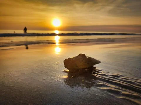 Sunset on the beach with a shell and a person walking on the shore. Ban Phe.. Fotos de archivo