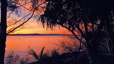 Sunset on the beach with silhouette of trees. Stock Footage 297035211