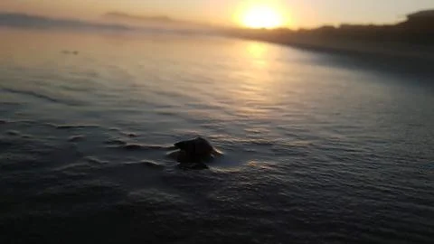 Sunset at the Beach with snail Stock Photos