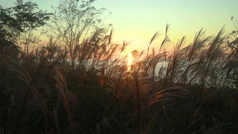 Sunset on a beach through the bushes Video stock 231250233