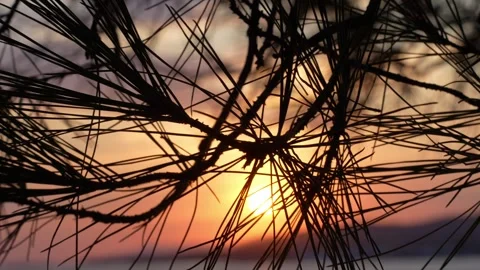 Sunset on the beach through pine branches Stock Footage 285373135