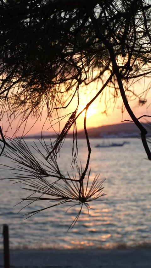 Sunset on the beach through pine branches Stock Footage 285373376