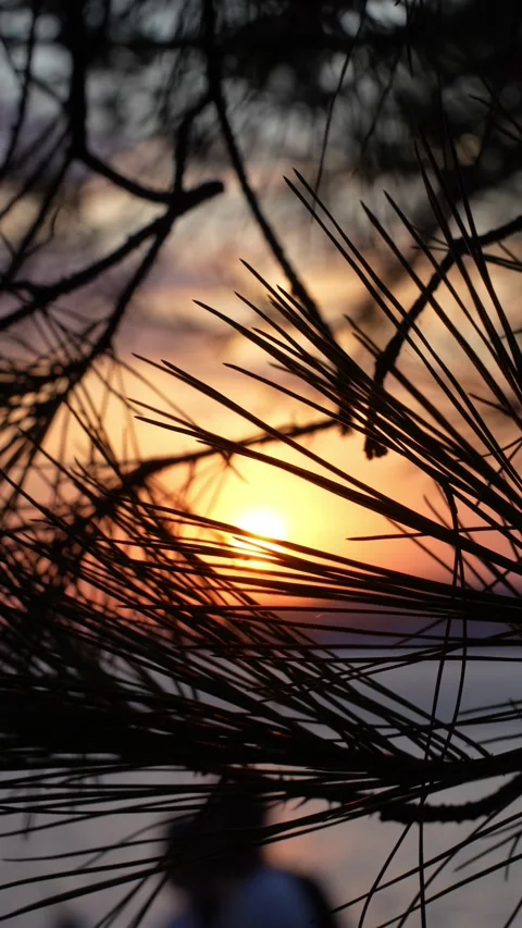 Sunset on the beach through pine branches Stock Footage 285373387