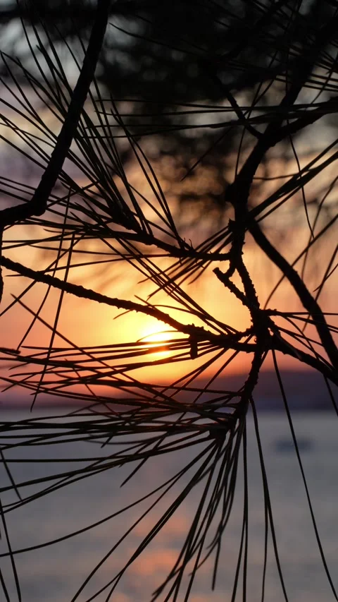 Sunset on the beach through pine branches Stock Footage 285373389