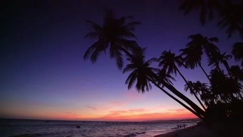 Sunset on the beach with tilted coconut tree beautiful golden sky Stock Footage 145380376