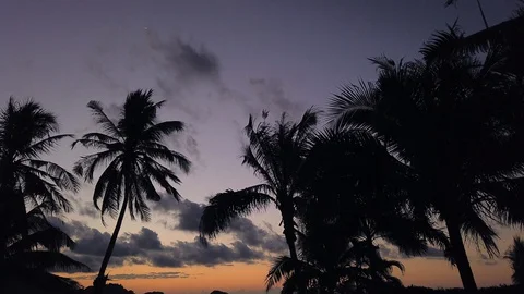 Sunset on beach time lapse. Palm trees on coastline. Clouds on orange sky. Stock Footage 129664001