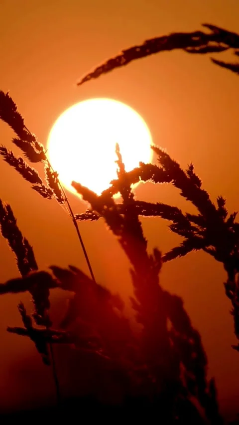 Sunset, beach, timelapse Stock Footage 314986433