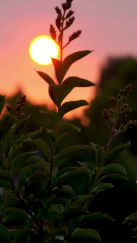 Sunset, beach, timelapse Stock Footage 314986441