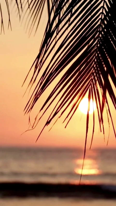 Sunset, beach, timelapse Stock Footage 314986456